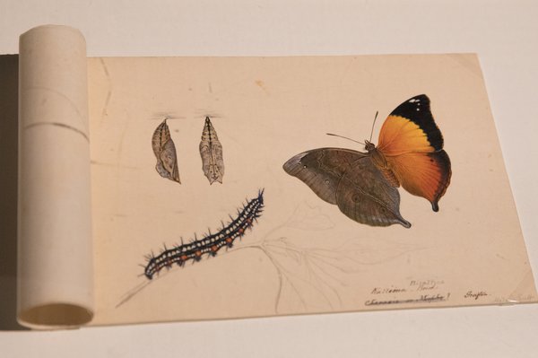 Archival book with illustrations