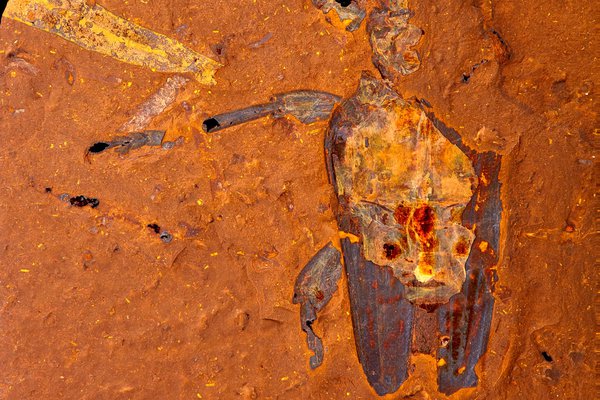 Ancient fossil of Longhorn beetle