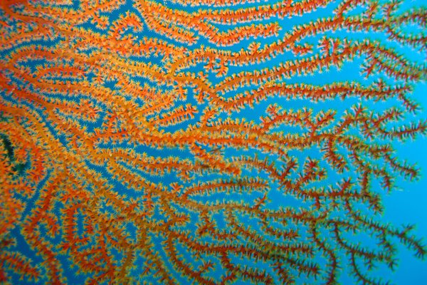 Coral closeup