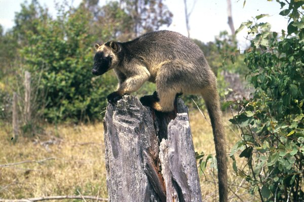 Fig. 1 NC1-5004 Lumholtz's tree-kangaroo copy