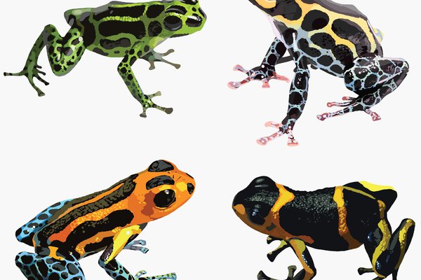 The four colour ‘morphs’ of Ranitomeya imitator.