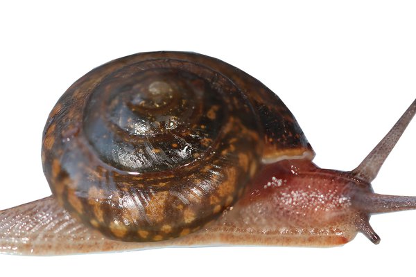 <i>Advena grayi</i>, thought to be extinct until a small population was found on Phillip Island.