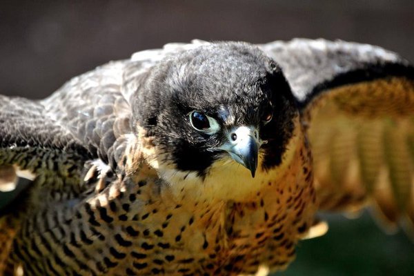 Peregrine Falcon