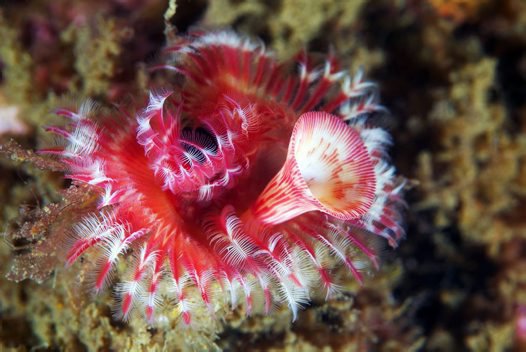Tube worm