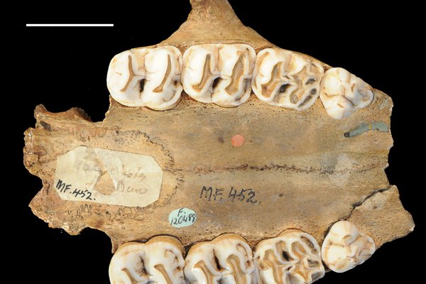 F 120488 Palorchestes