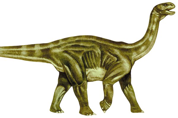 Shunosaurus