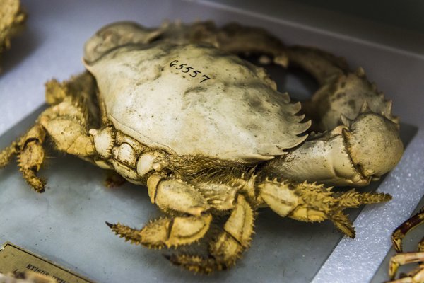 Marine Invertebrates Collection Area 2018